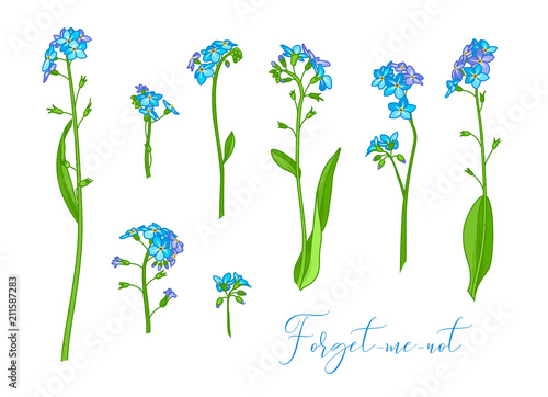 Myosotis sylvatica or forget-me-not.