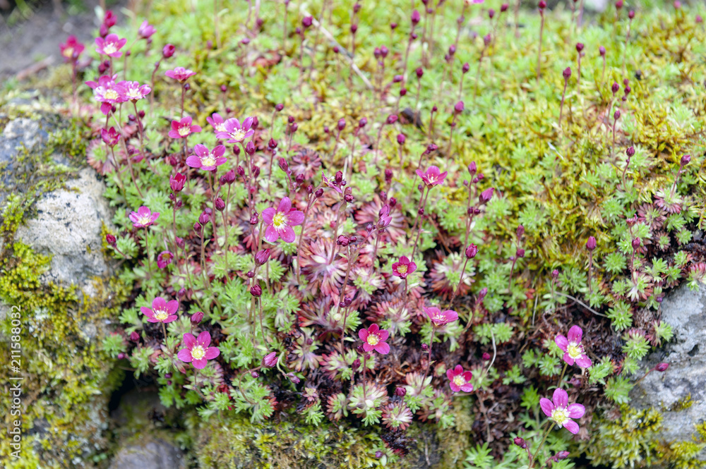 Obraz premium Saxifrage Mossy Pink with cup-shaped bright and soft-pink blossom flowers growing on wet mossy stones in a rock garden during spring