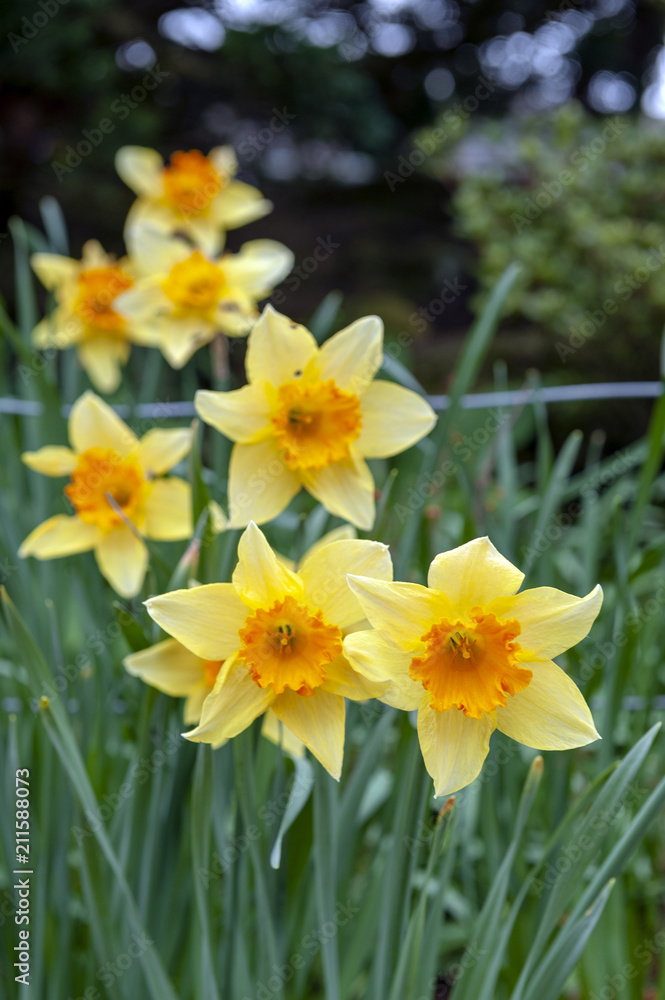Yellow blossom flowers of Trumpet Daffodil or Narcissi with orange red corona cup in a garden during Yellow blossom flowers of Trumpet Daffodil or Narcissi with orange red corona cup in a garden during