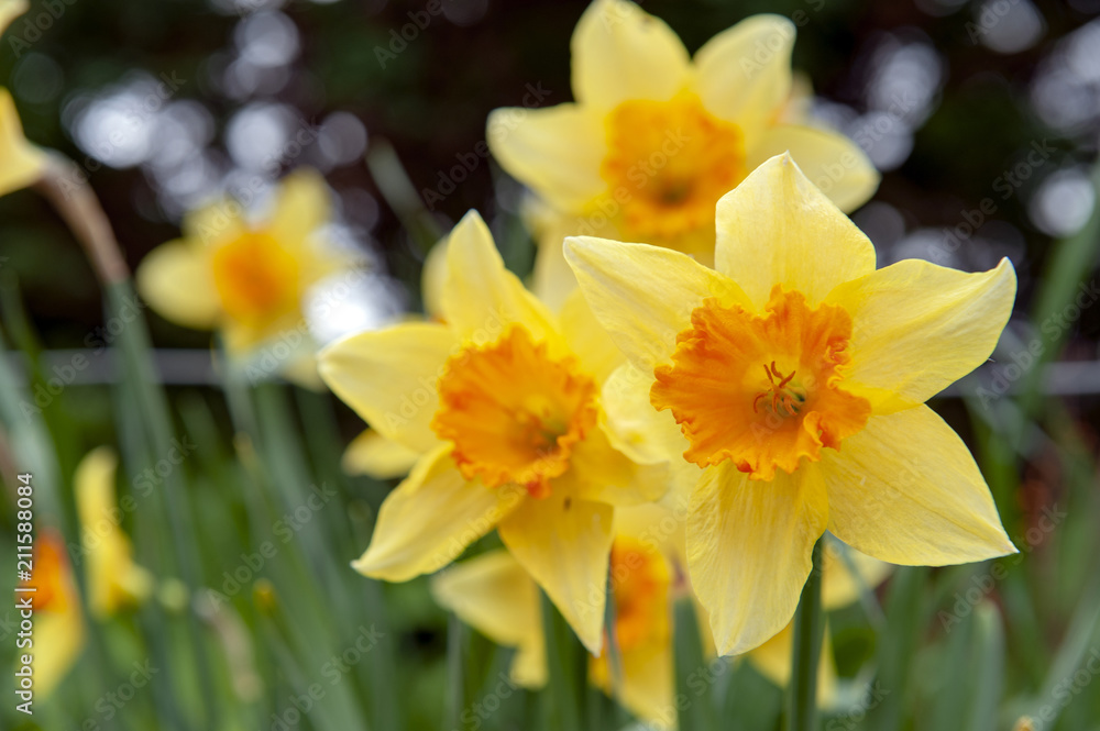 Yellow blossom flowers of Trumpet Daffodil or Narcissi with orange red corona cup in a garden during Yellow blossom flowers of Trumpet Daffodil or Narcissi with orange red corona cup in a garden during