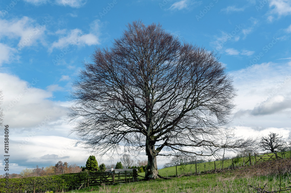 Scenic countryside of England with a large tree at a hillside farm during autumn - obrazy, fototapety, plakaty 