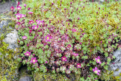 Saxifrage Mossy Pink with cup-shaped bright and soft-pink blossom flowers growing on wet mossy stones in a rock garden during spring photo