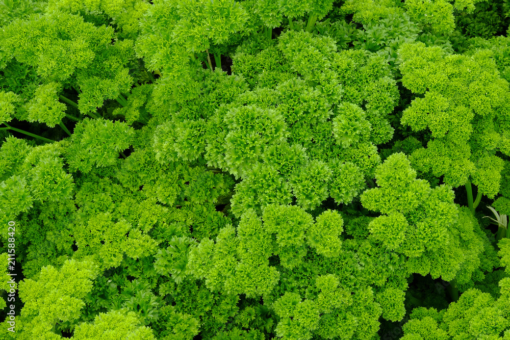 Close up parsley farm in the morning