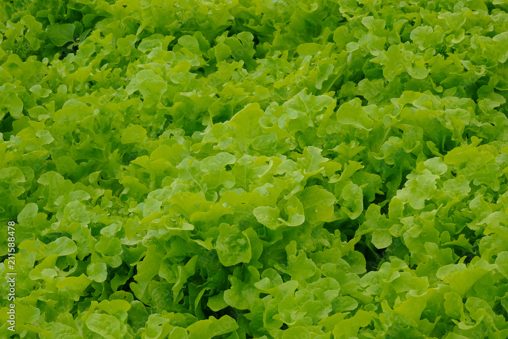 Organic green oak lettuce vegetable in the farm Organic green oak lettuce vegetable in the farm