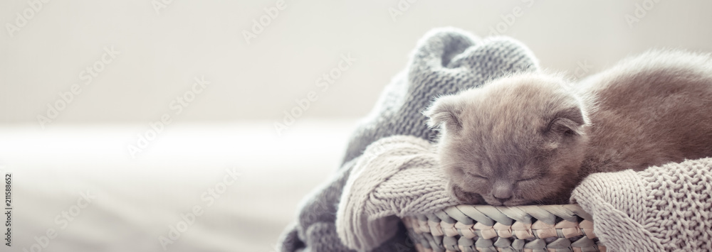 Obraz premium kotek w koszyku