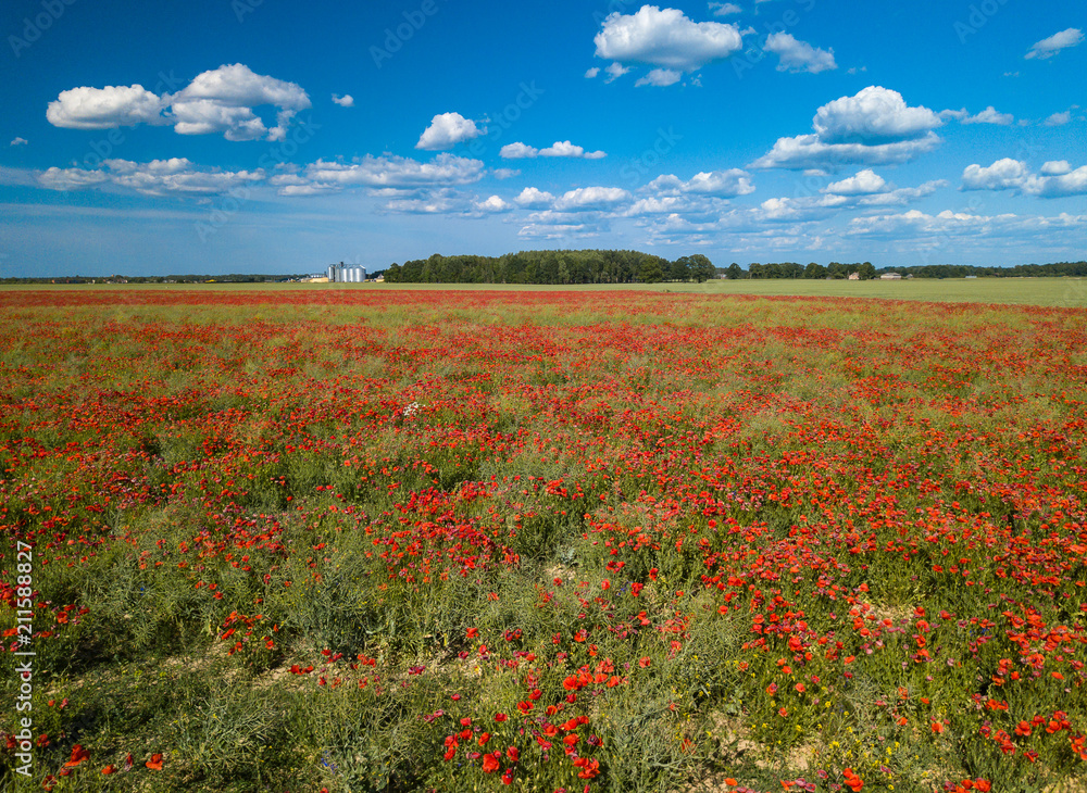 Poppy fields. View from above. A lot of red flowers.
Poppy fields. View from above. A lot of red flowers.