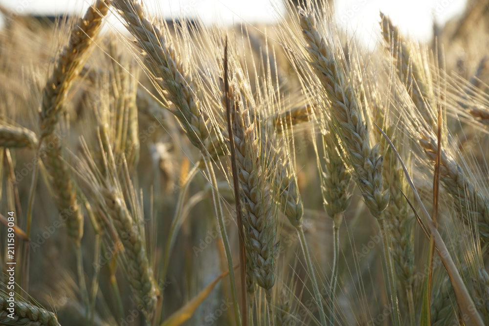 Fototapeta premium Weizen vorm Sonnenlicht