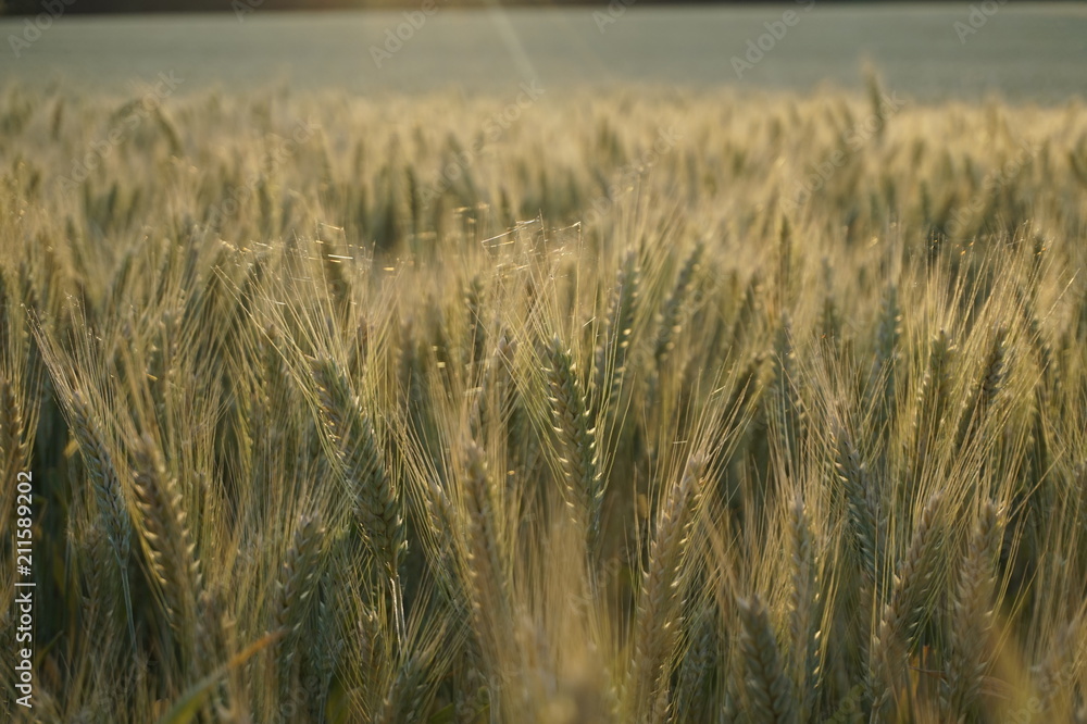 Obraz premium Weizenähren