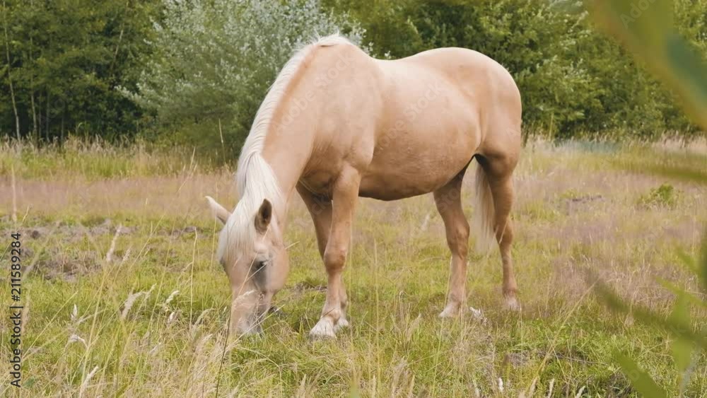 Beautiful Palomino horse eating grass on the field during summer day in 4K Beautiful Palomino horse eating grass on the field during summer day in 4K