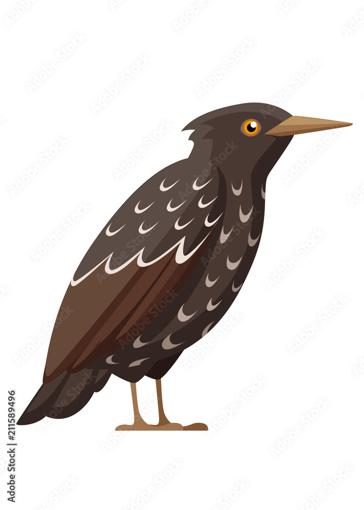 Fototapeta premium Starling bird. Flat cartoon character design. Colorful bird icon. Cute starling template. Vector illustration isolated on white background