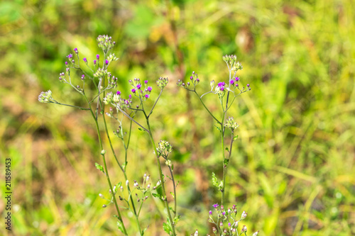 Wildflowers in the field, Bagan, Myanmar. Close-up. © ggfoto