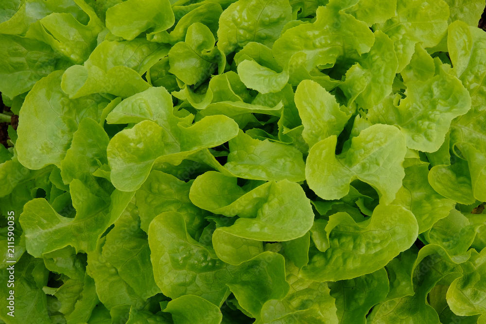 Fresh green oak lettuce in the morning ,Close up Fresh green oak lettuce in the morning ,Close up