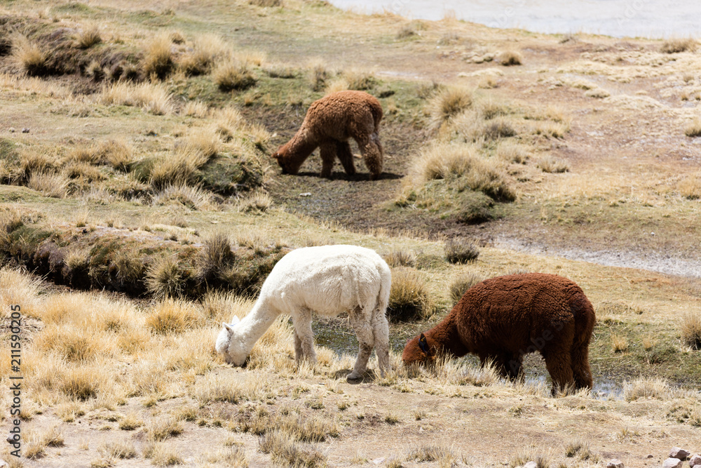 Alpacas in Andes Alpacas in Andes