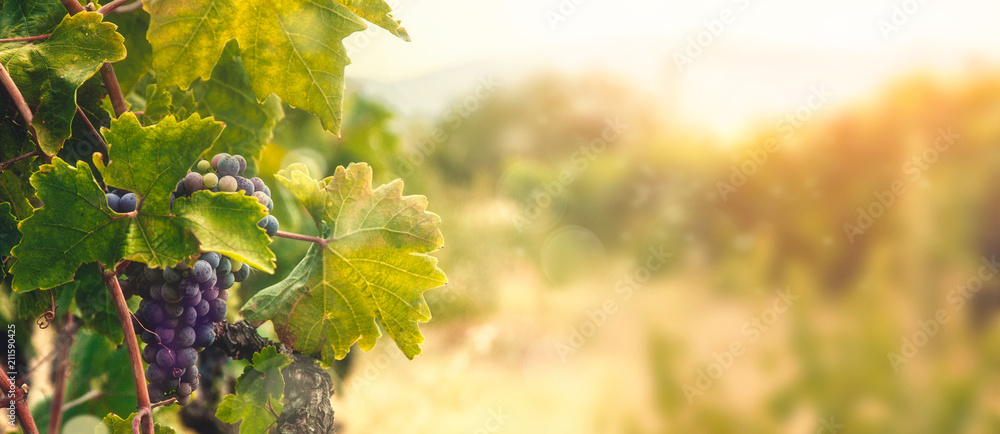 Vineyard in autumn harvest - obrazy, fototapety, plakaty 