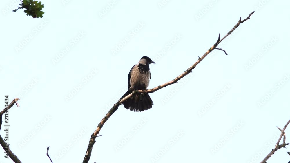 a crow on a branch discovered a danger a crow on a branch discovered a danger