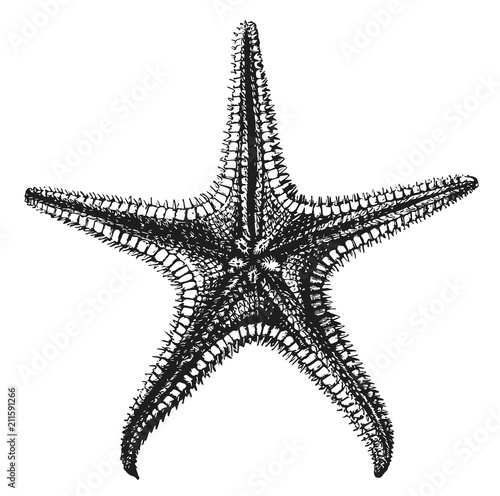 starfish #vector #isolated - Seestern photo