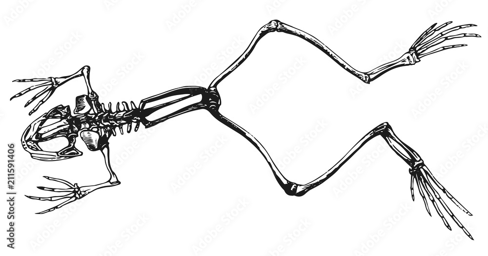 Obraz premium Szkielet żaby #vector #isolated - Frosch Skelett