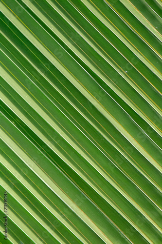 Nahaufnahme eines Palmenblattes auf Praslin, Seychellen.