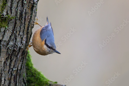 Kleiber (Sitta europaea) sitzt an einem Baumstamm im Naturschutzgebiet Mönchbruch bei Frankfurt, Deutschland. photo