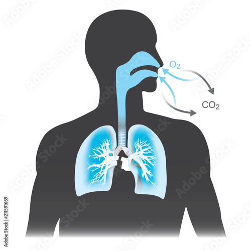 The lungs are the primary organs of respiration in humans. Mono tone black and blue colour.