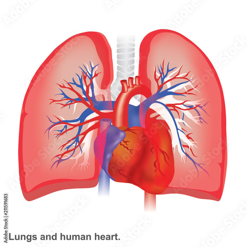 Lungs and human heart illustration infographic anatomy.