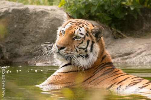 Bengal tigeress laying in water with his head up looking away from the camera in Paradise wildlife park, Broxbourne photo
