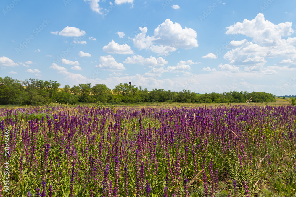 Meadow with wild purple salvia flowers. Summer landscape Meadow with wild purple salvia flowers. Summer landscape