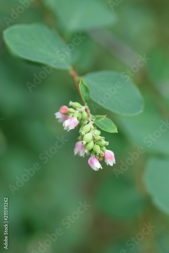 Coralberry flowers