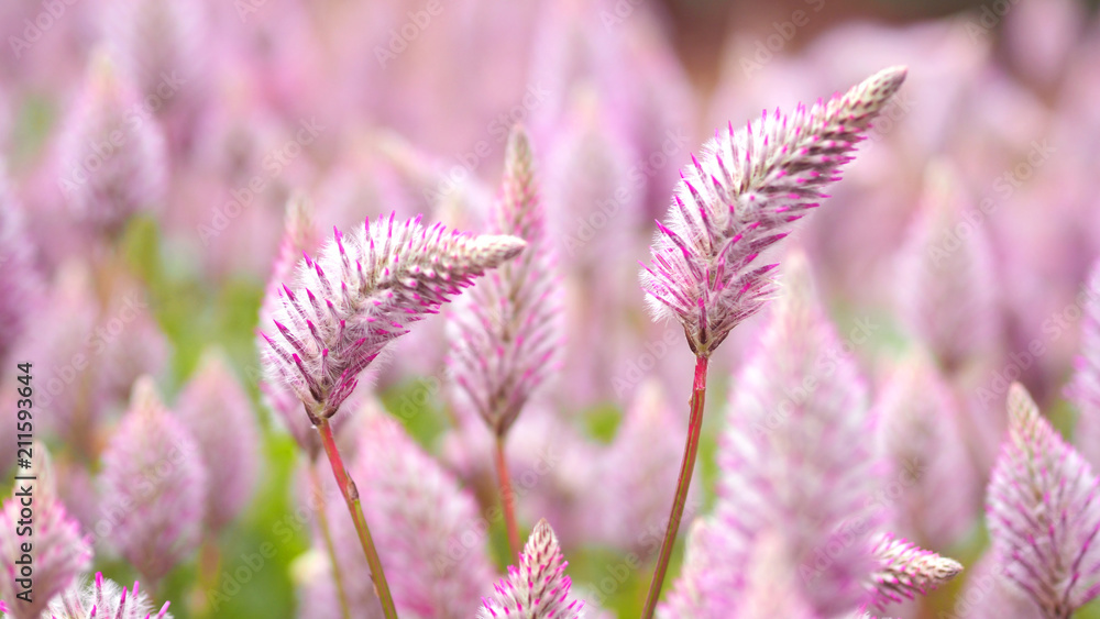 Tiarella sky rocket pink color flowers close-up angle in garden of Namba park Osaka Japan at summer season