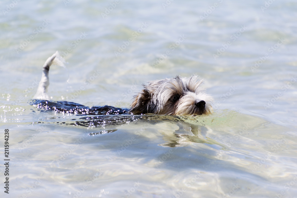 Biewer Yorkshire Terrier puppy dog swims in a crystal clear sea