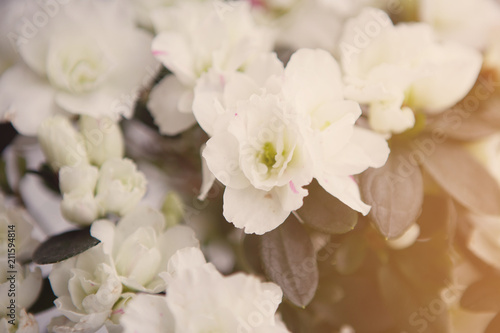 Floral background azalea lush buds white.