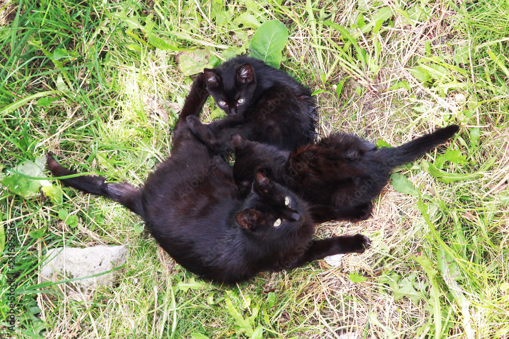 Obraz premium black street cat with two born in the basement and grown kittens lies on the grass near the house. View from above.
