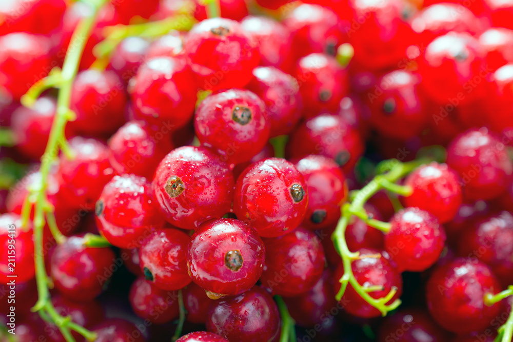 red Currant. Berries background. Currant organic berries. Ecological berries for desserts, smoothie or jam red Currant. Berries background. Currant organic berries. Ecological berries for desserts, smoothie or jam