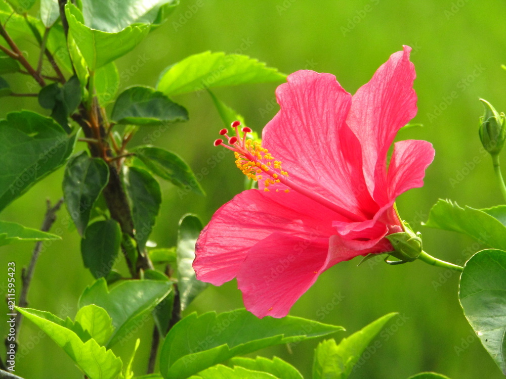 Beautiful Red Flower on Blurred Green background Beautiful Red Flower on Blurred Green background