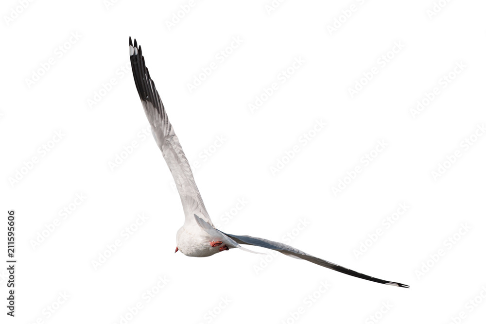Obraz premium seagulls flying isolated on white background - clipping paths