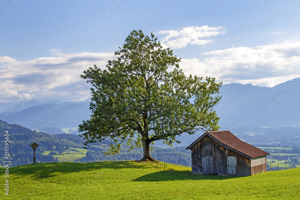 Naklejka premium Allgäu - Alpen - Stadel - Baum - Sonthofen - Hindelang