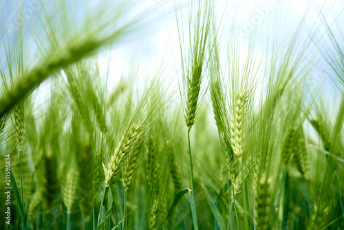 Green spikelets of barley on the farm field