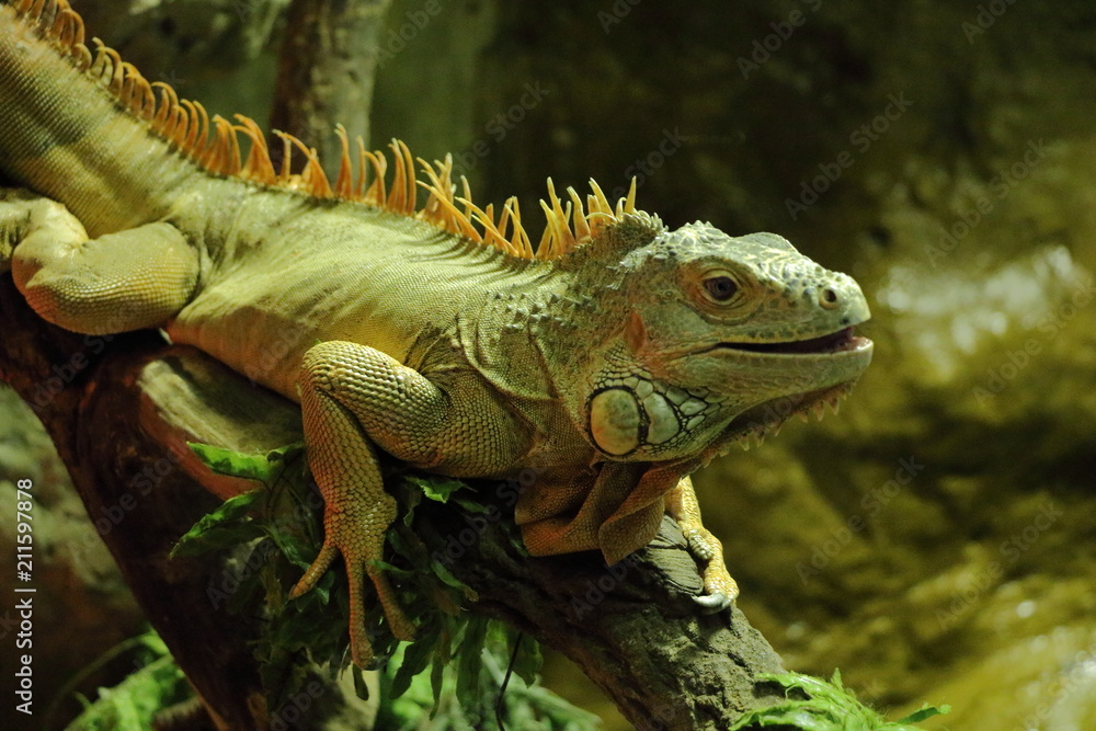 Green iguana Green iguana