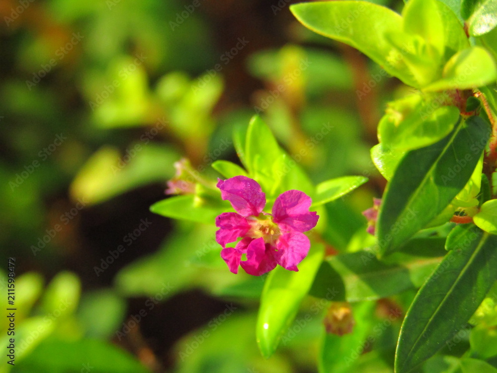 Close up Image of Beautiful Little purple flower Close up Image of Beautiful Little purple flower