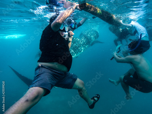 Tourists swim in the sea with whale sharks near the city of Oslob on the island of Cebu, Philippines. Watch the feeding of sharks in nature..