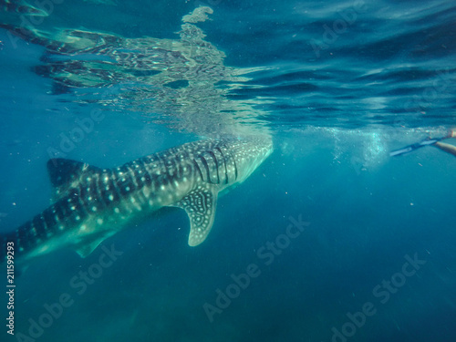 Tourists swim in the sea with whale sharks near the city of Oslob on the island of Cebu  Philippines. Watch the feeding of sharks in nature..