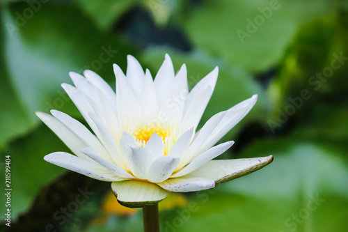water lily on a pond
