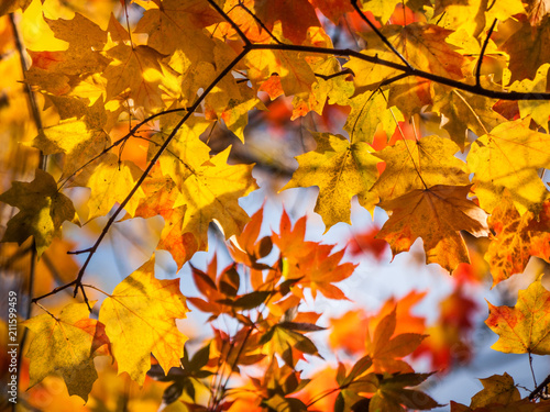 Background texture of yellow and red maple leaves in warm sunlight. Close up of autumn leaves on branches.