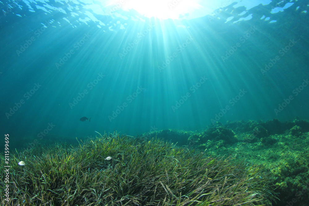 Underwater sea grass and blue ocean   