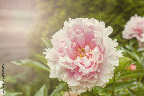 Fototapeta Naklejka Na Ścianę i Meble -  Beautiful pink peony flowers in summer garden