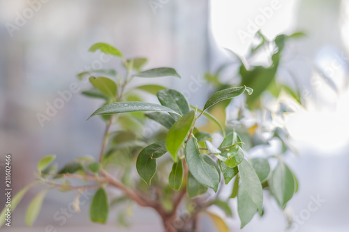 Small green tree in the restauran with blurr background