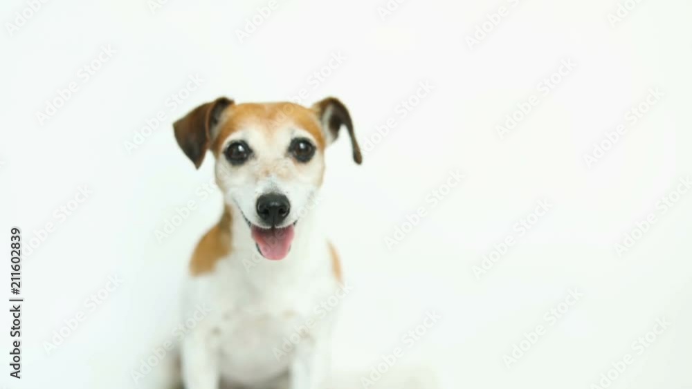 Adorable small dog on white background. Running and jumping. Happy smiling mood. Video footage. Pet Jack Russell terrier Adorable small dog on white background. Running and jumping. Happy smiling mood. Video footage. Pet Jack Russell terrier