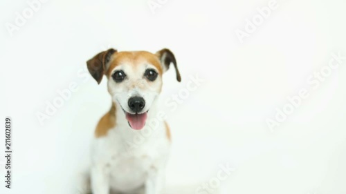 Adorable small dog on white background. Running and jumping. Happy smiling mood. Video footage. Pet Jack Russell terrier photo