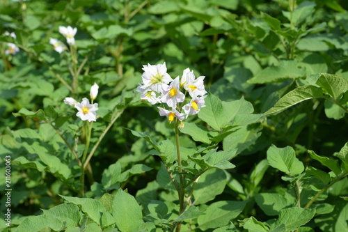 White flowers of potato plant. Potato flowers blooming in the garden