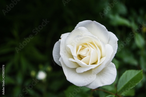 Fototapeta Naklejka Na Ścianę i Meble -  White Rose 